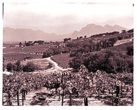 Paarl district, 1968. Vineyards.