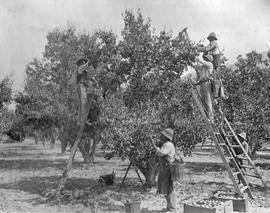 Workers picking fruit tree with ladders.